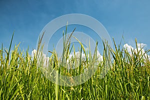 Green rice fields