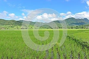 Green rice fields