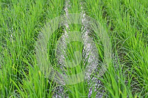 The green rice fields