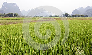 Green rice fields in Asia