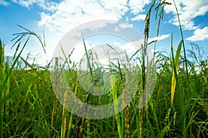 Green Rice fields,Beautiful views landscapes in thailand