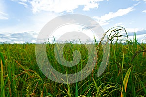 Green Rice fields,Beautiful views landscapes in thailand