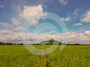 Green rice fields and blue sky and white clouds background.