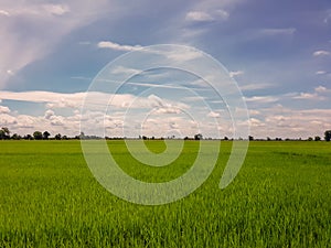 Green rice fields and blue sky and white clouds background.