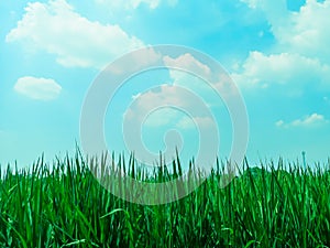 Green rice fields and blue sky and white clouds background.feel good green field.