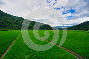Green rice fields. Blue sky, white clouds, mountains are like idyllic paintings. photo