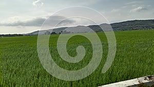 green rice fields in cloudy weather