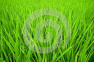 Green rice fields in the countryside