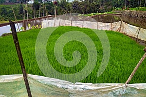 Green rice fields in the countryside