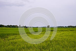 Green rice fields in the countryside.