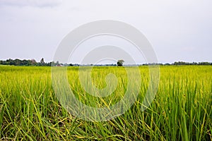 Green rice fields in the countryside.