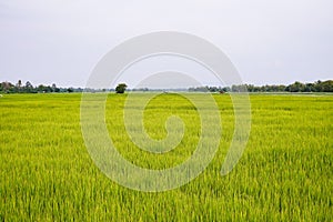 Green rice fields in the countryside.