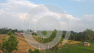 Green rice fields in east java