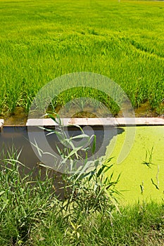 Green rice fields in El Saler Valencia