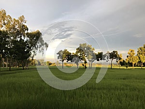 Green rice fields, golden sunlight that Thailand shines down beautifully. clear blue sky