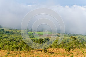 The green rice fields in the green mountains, Asia, Vietnam, Tonkin, Dien Bien Phu, in summer, on a cloudy day