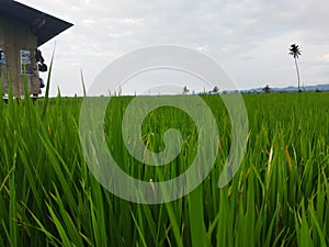 Green rice fields with a hut. Very beautiful view of the rice fields.