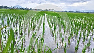 Green rice fields on Indonesian village, dykes, under the evening sky with beautiful clouds