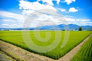 Green rice fields in Japan