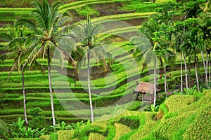 Green rice fields Tegalalang on Bali island, Indonesia photo