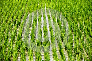 Green rice fields in the jointing stage in June