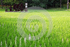 Green rice fields in the jointing stage in June
