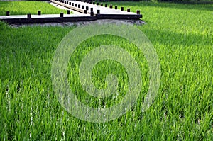 Green rice fields in June