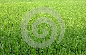 Green rice fields in June