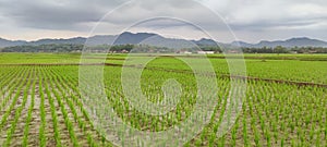 green rice fields for life.