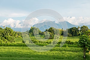 Green rice fields in Lovina on Bali island with volcano, Indonesia