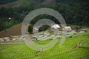 Green rice fields, Mae Chaem District, Chiang Mai Province