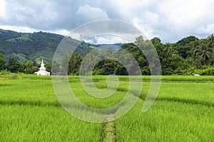 Green rice fields at Mae Chaem District, Chiang Mai Province