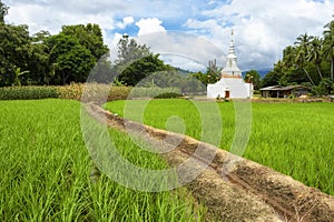 Green rice fields at Mae Chaem District, Chiang Mai Province