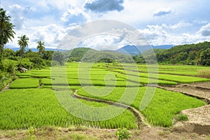 Green rice fields at Mae Chaem District, Chiang Mai Province