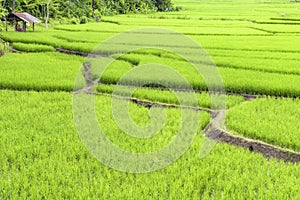 Green rice fields at Mae Chaem District, Chiang Mai Province