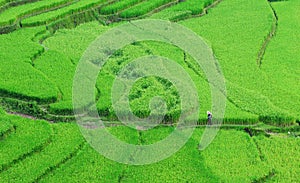 Green rice fields at Meo Vac town in Hagiang, Vietnam