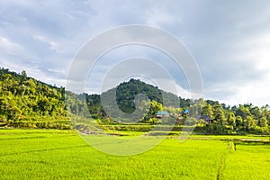 The green rice fields in the middle of the green countryside and mountains, in Asia, Vietnam, Tonkin, Dien Bien Phu, in summer, on