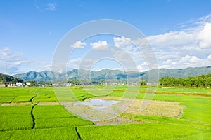 The green rice fields in the middle of the green countryside and mountains, in Asia, Vietnam, Tonkin, Dien Bien Phu, in summer, on