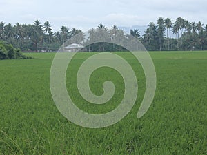Green Rice Fields and Mountain Natural Landscapes at Sunrise in Gorontalo, Indonesia