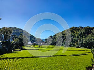 Green rice fields with mountains in the background under the sky