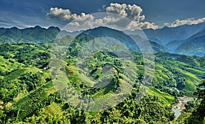 Green rice fields in the mountains of vietnam