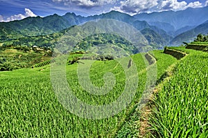 Green rice fields in the mountains of vietnam