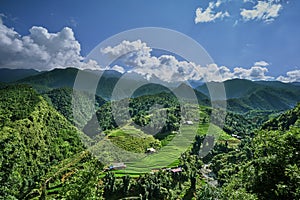 Green rice fields in the mountains of vietnam