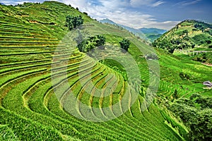 Green rice fields in the mountains of vietnam