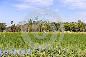 Rice fields near Hpa-an, Kayin State, Myanmar photo