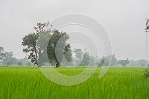 .Green rice fields and rain on a stormy day