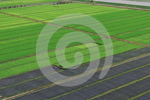 Green rice fields in the rice fields