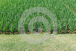 Green rice fields in the rice fields