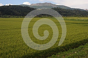 Green rice fields and rice paddies with mountains in summer in Hokkaido, northern Japan