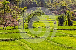Green rice fields with scarecrows
